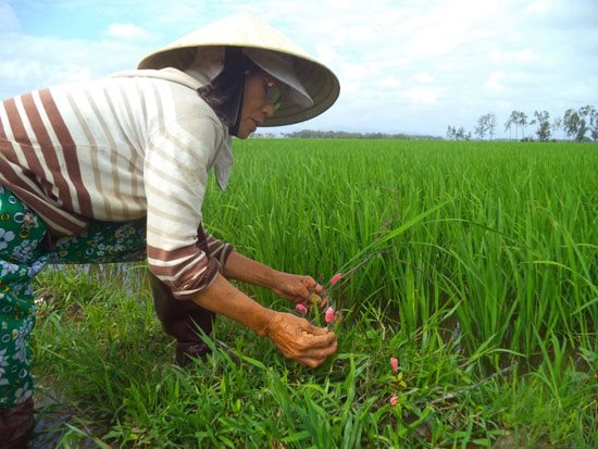 Vỏ[-]cây[-]sui[-]diệt[-]ốc[-]bươu[-]vàng?